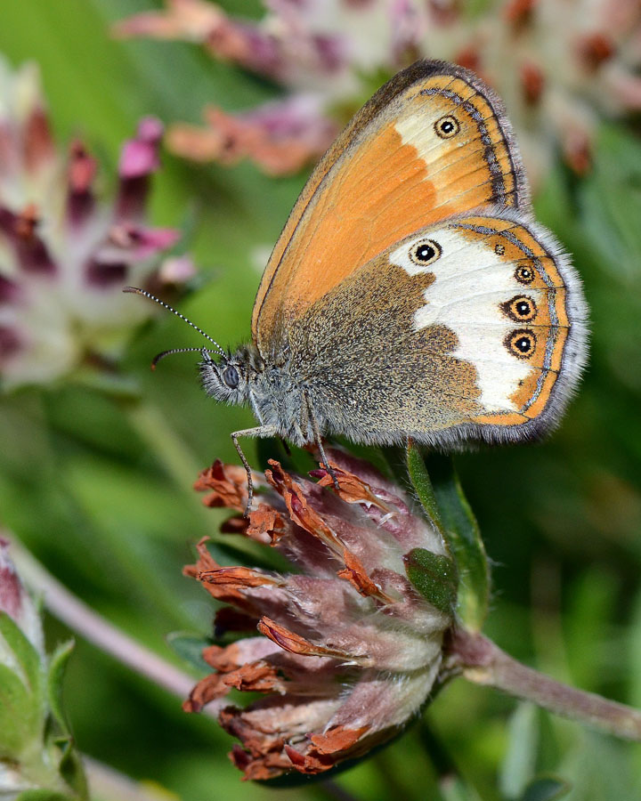 Nota sulla Coenonympha arcania